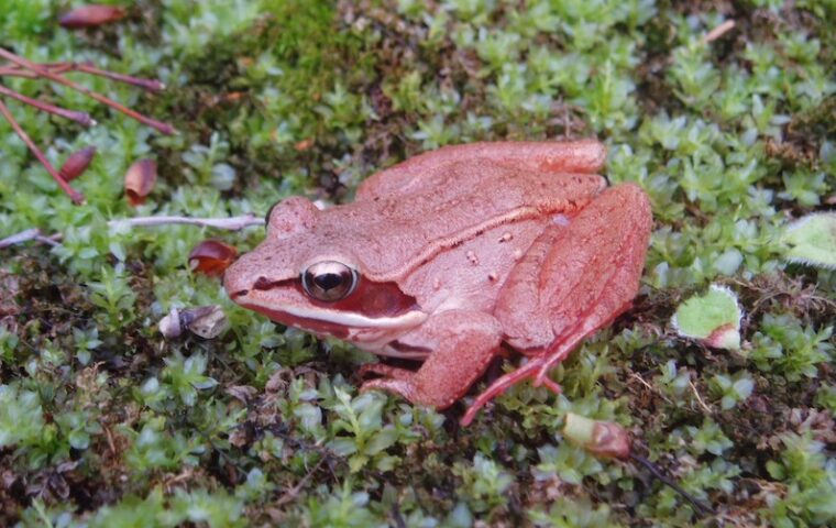 wood frog